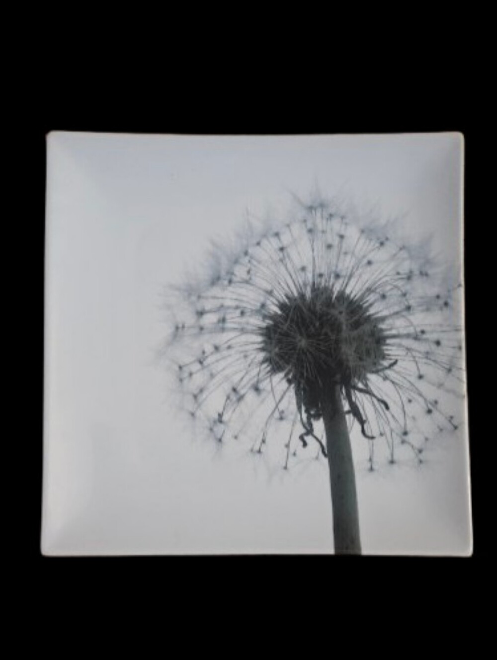 *CB2 Dandelion Seed Head Porcelain Serving Platter